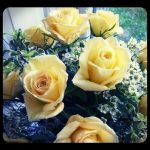 Yellow-Roses