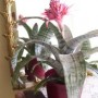 Bromeliad-medium-image