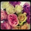 Mixed-Color Roses