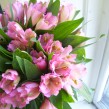 Pink Alstromeria