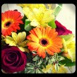 Roberts Flowers is taking an early summer break from 6/20 to 6/29. We return to normal hours on Mon 6/30.