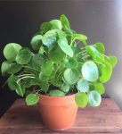 Plants