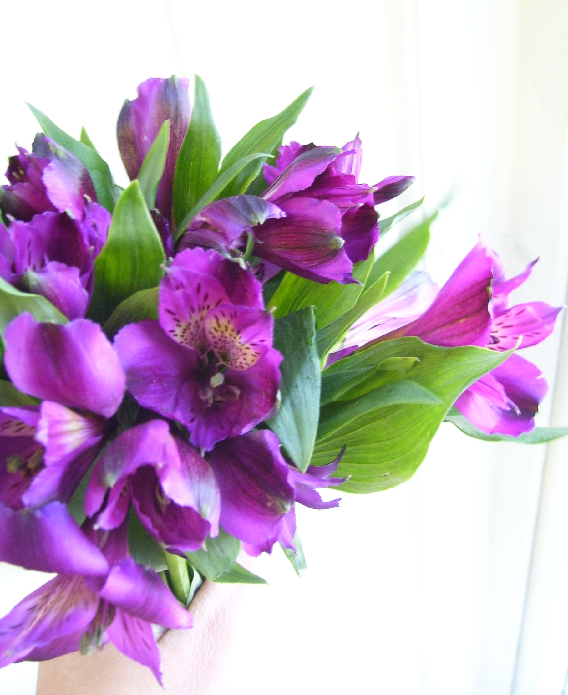 Purple Alstroemeria | Roberts Flowers on Hanover NH