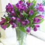 Purple_alstroemeria