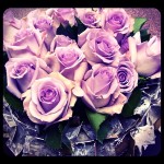 Lavender-Roses